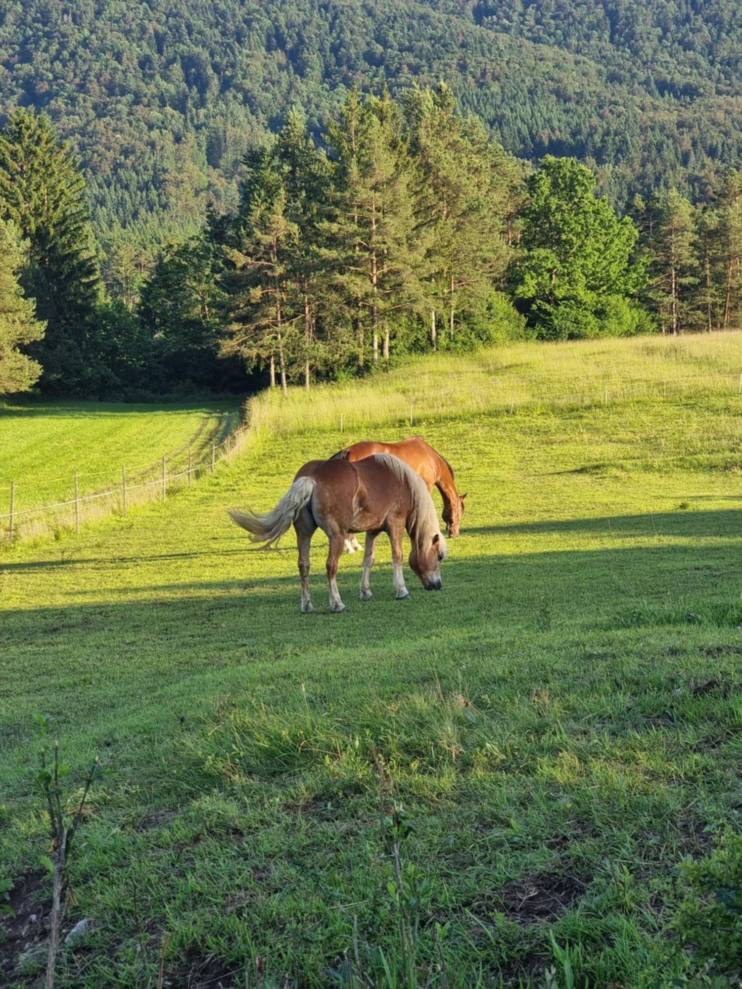 Notranjska Hisa - Traditional Country House, Close To The World Attraction Cerknica Lake Begunje pri Cerknici Dış mekan fotoğraf